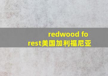 redwood forest美国加利福尼亚